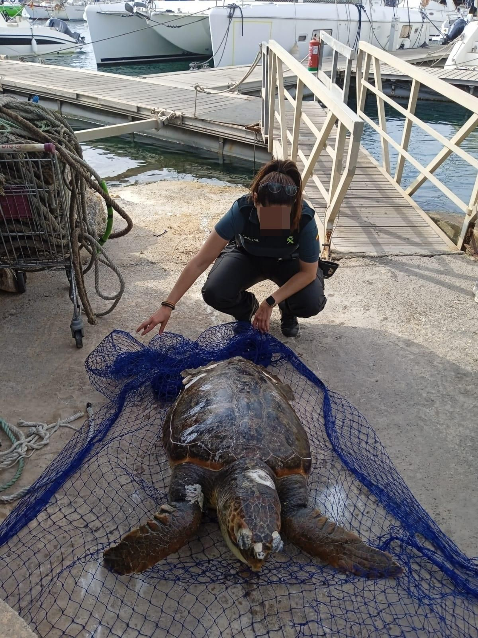 La tortuga pesa entre 60 y 70 kilos