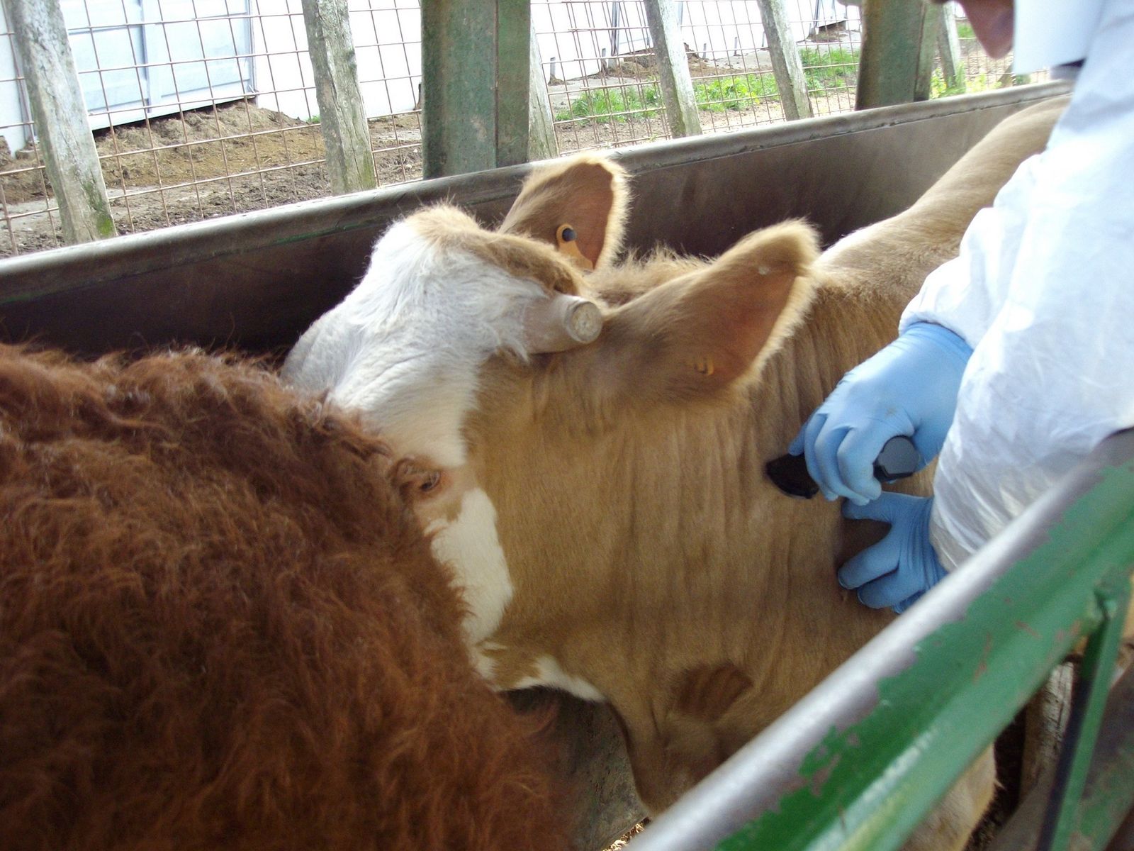 La consejería establece medidas excepcionales en el movimiento de animales y el aplazamiento.