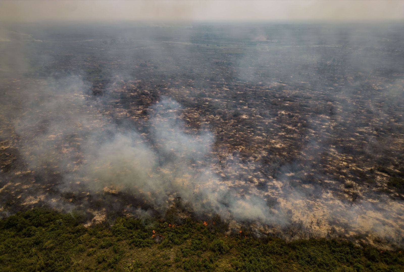 Las llamas convierten en una tumba al aire libre El Pantanal en Brasil
