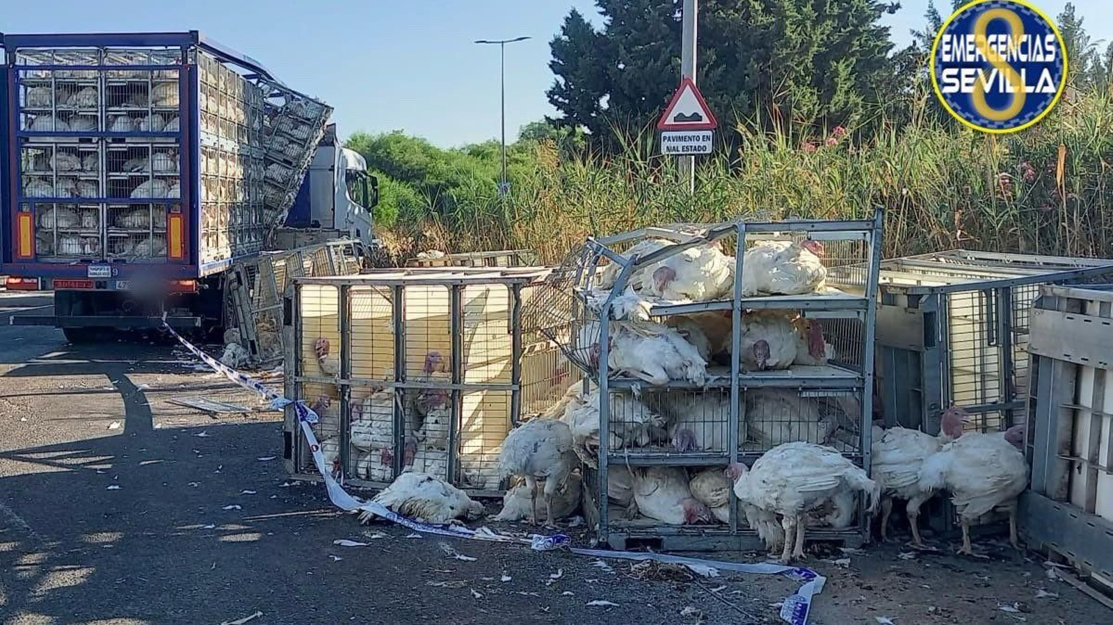 El  camión y algunos de los pavos afectados por el accidente, este lunes por la mañana en plena Ronda Supernorte.