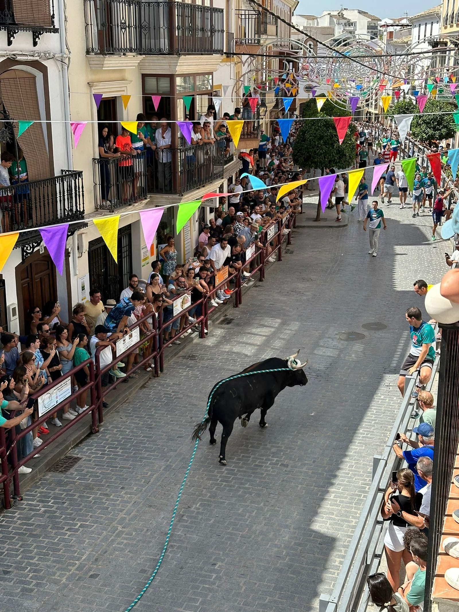 Las fotos del toro de cuerda de Carcabuey