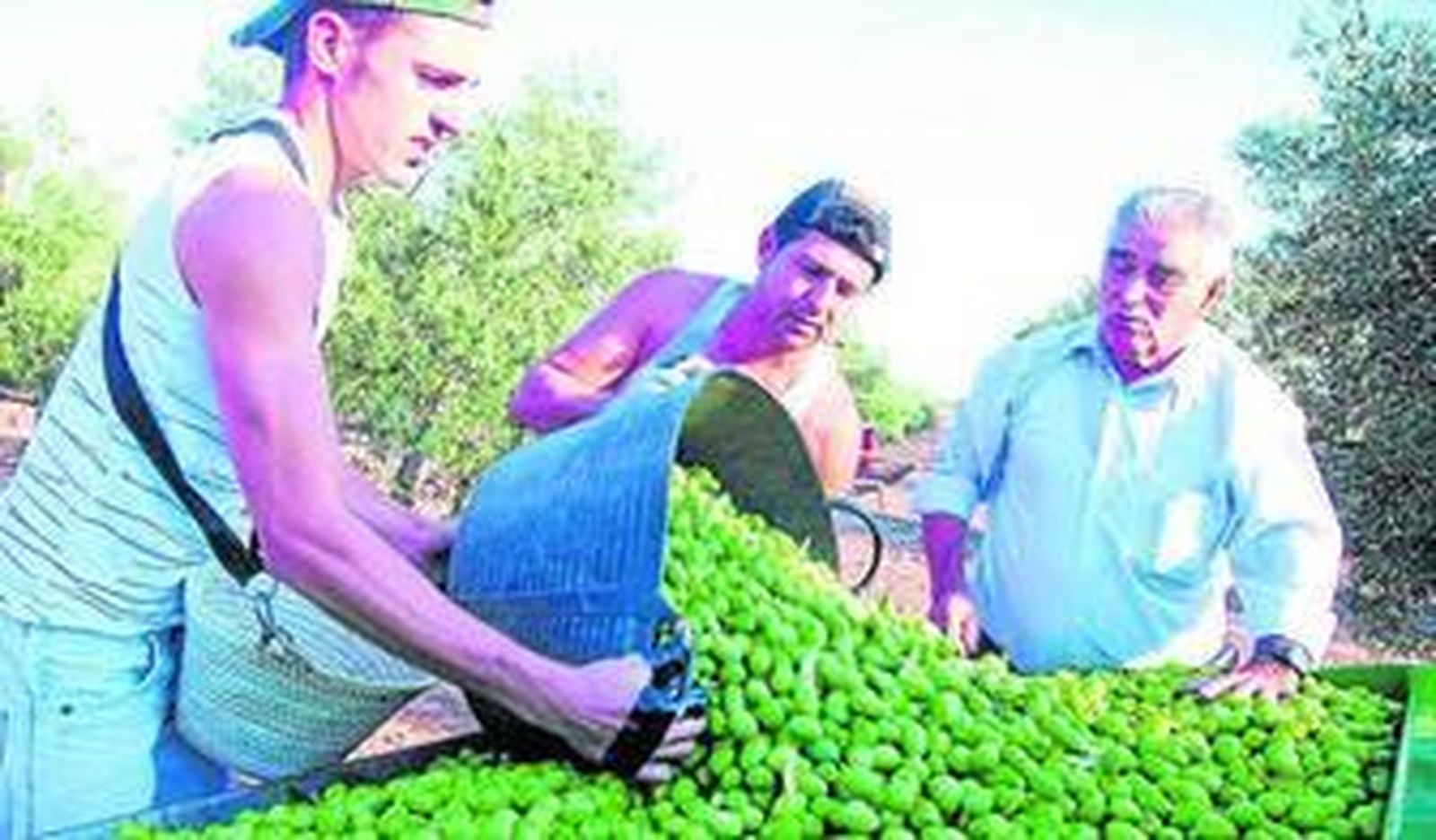 Una cuadrilla recoge la aceituna de variedad Gordal.