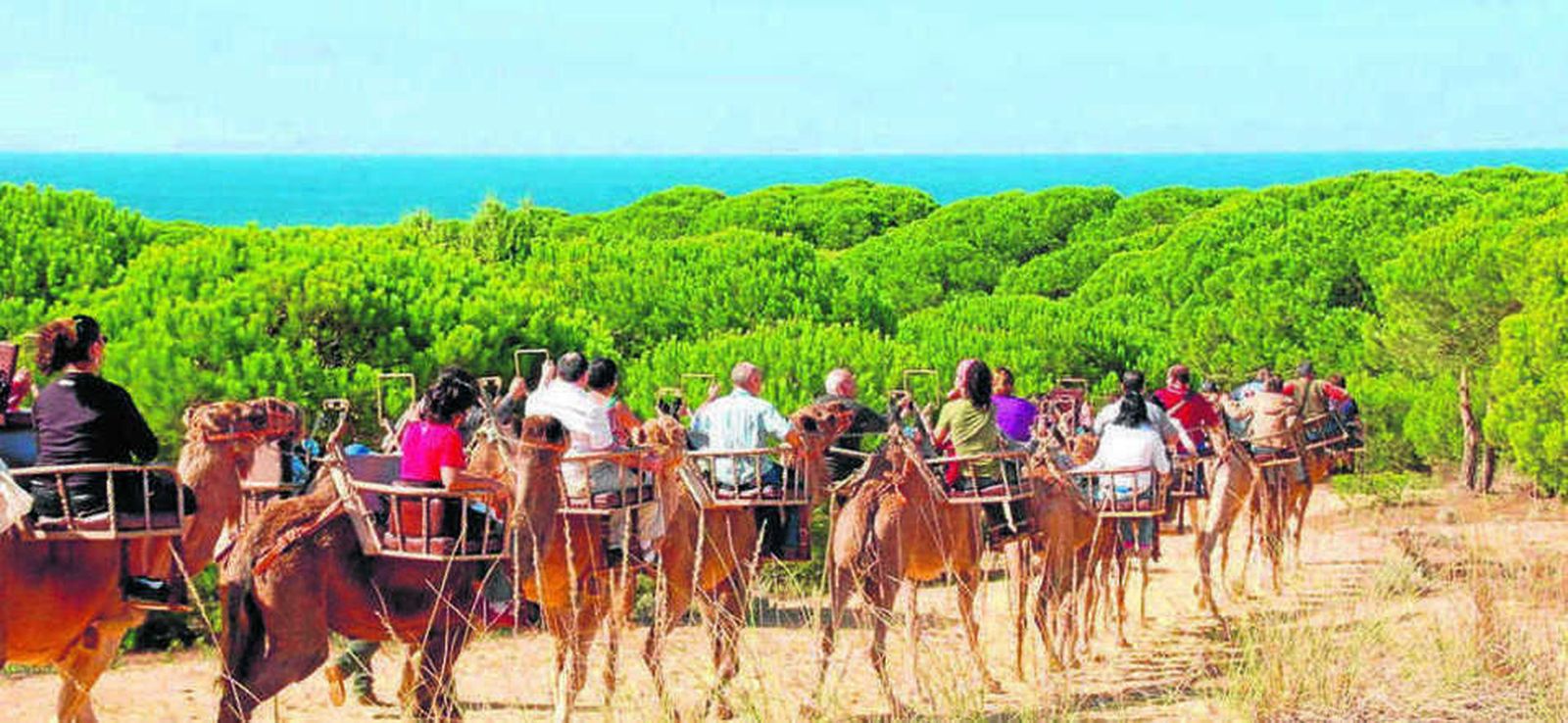 Ruta en dromedario por el entorno de Doñana.