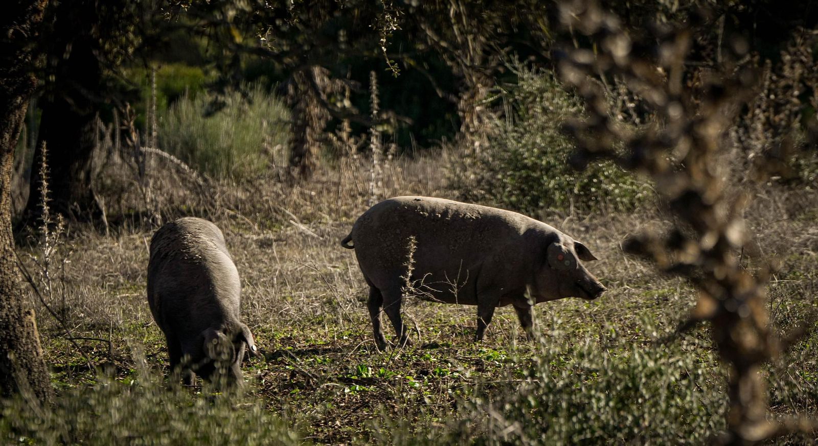 Del campo a la mesa, así son los jamones de Montesierra que vende Mercadona