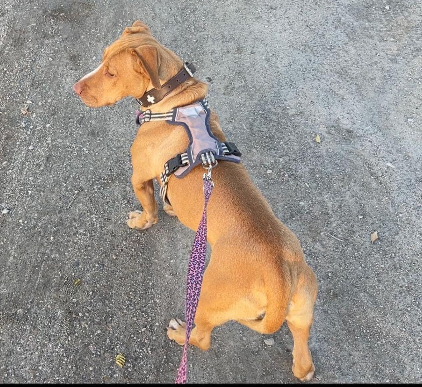 Piden colaboración para encontrar a un perro perdido en Granada tras escuchar un petardo