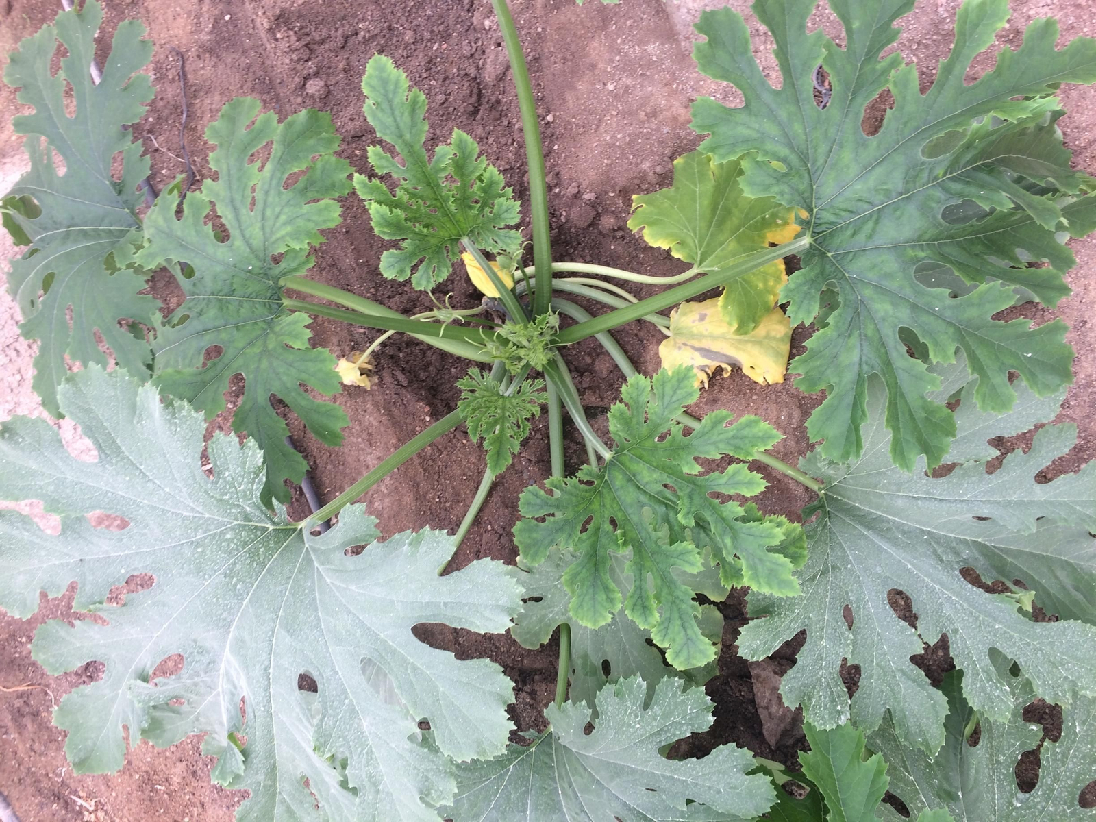 Caso de mosca blanca en un cultivo de calabacín en invernadero.
