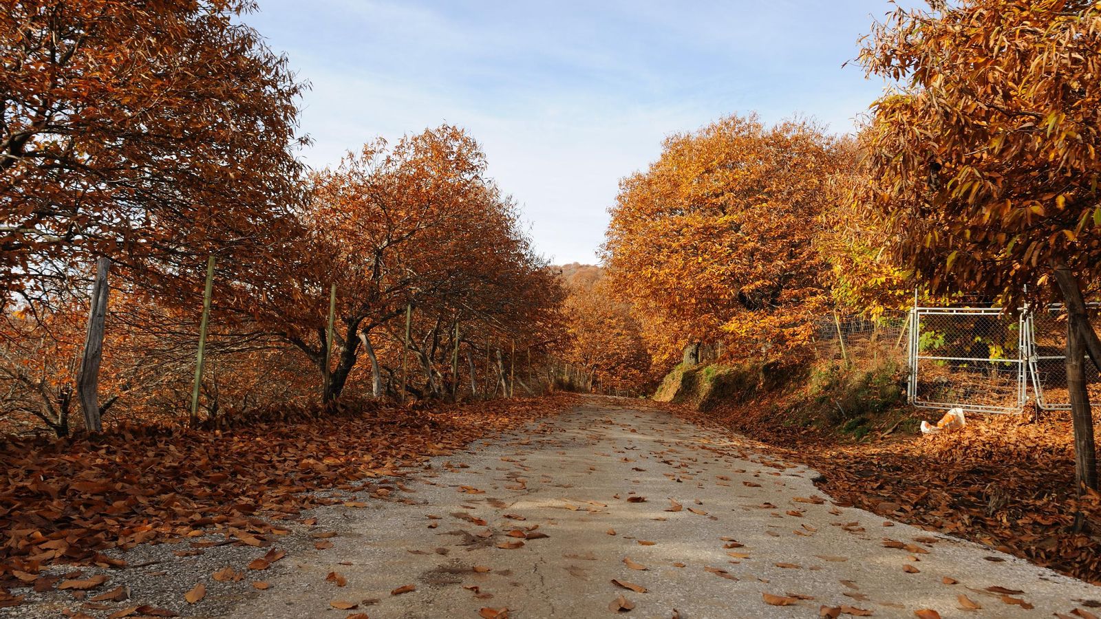 El castañar de Pujerra.