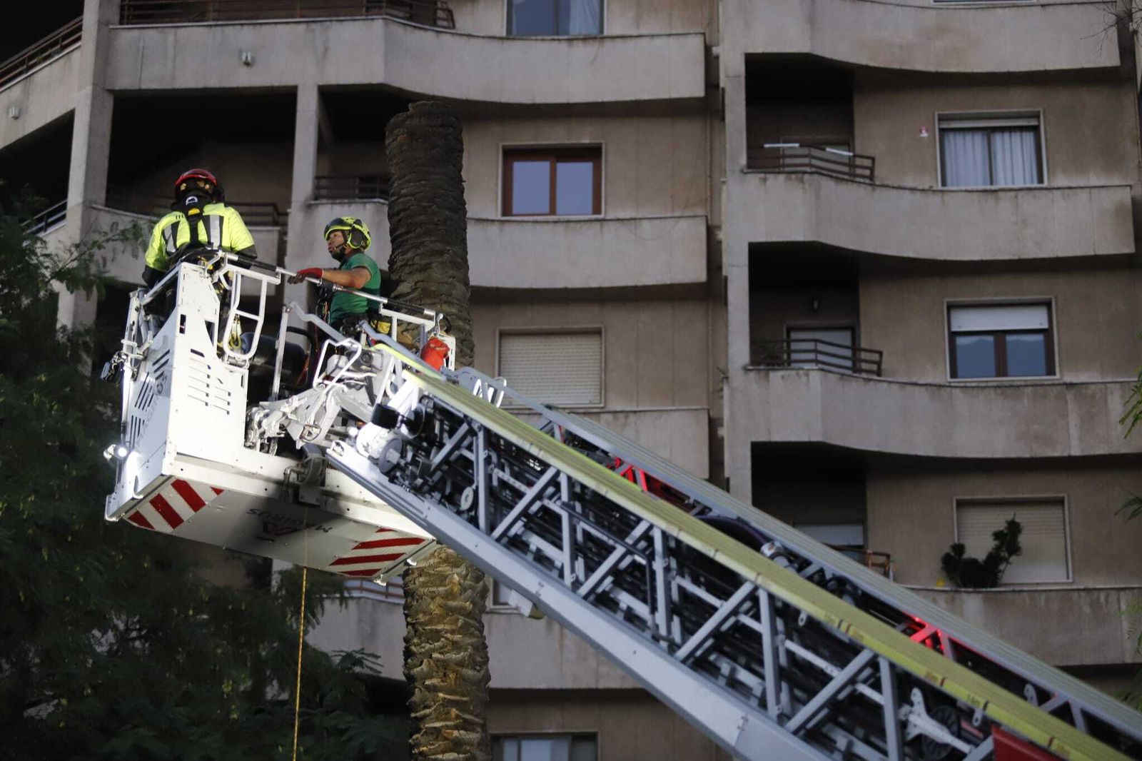 Las imágenes de la tala de la emblemática Palmera de Huelva