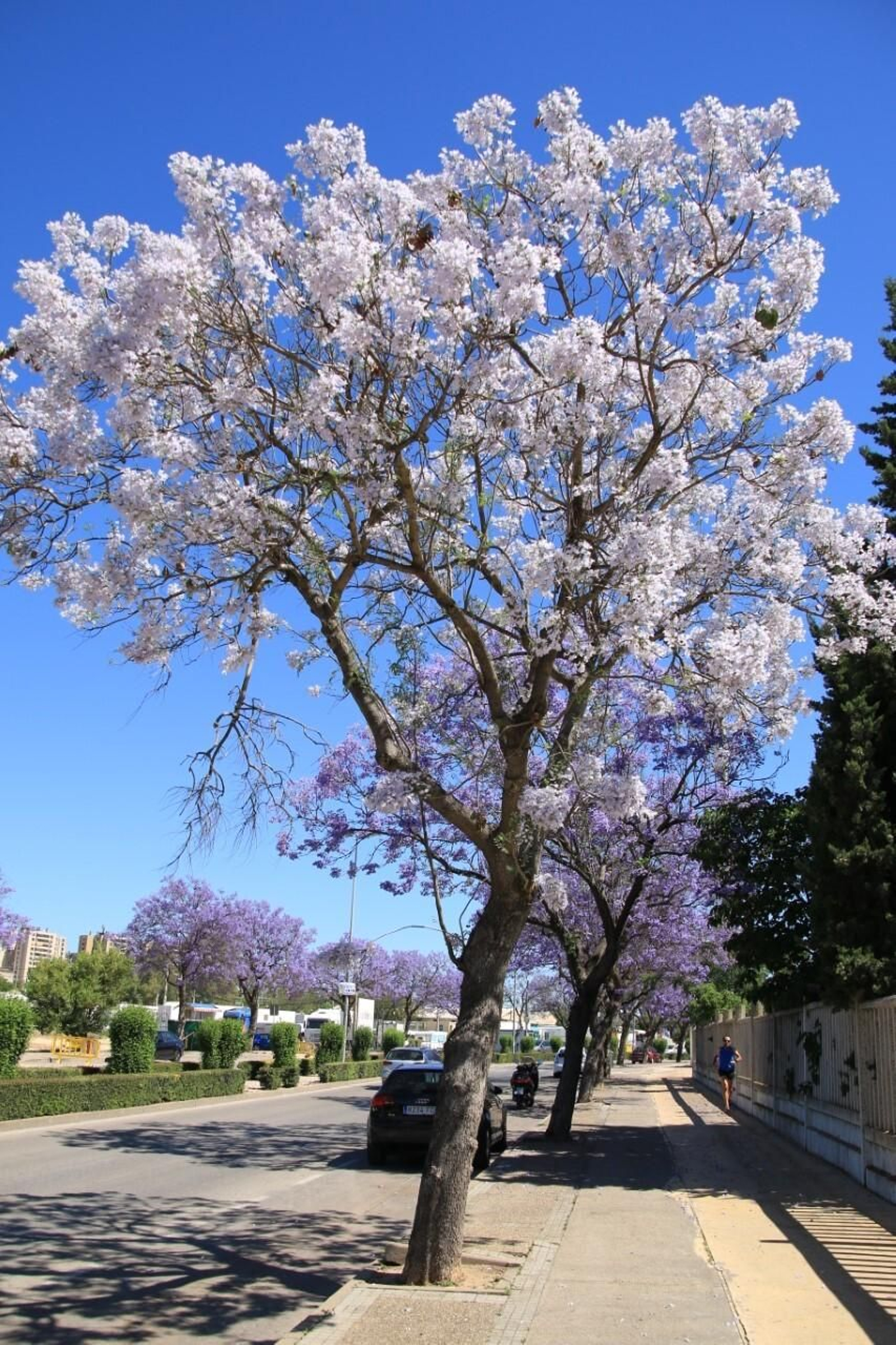 Jacaranda blanca en Chapín.