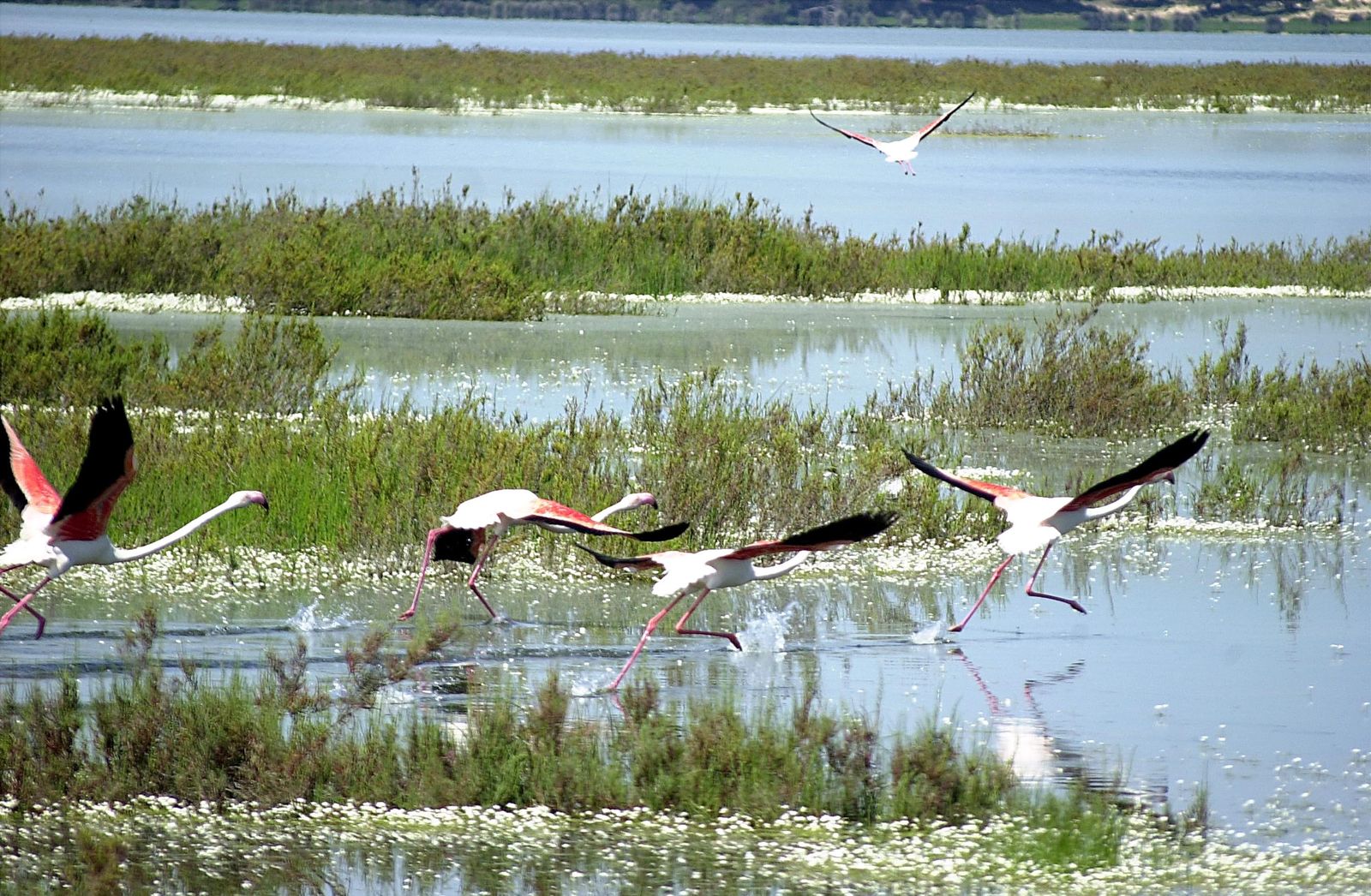 Flamencos en los humedales de Doñana.
