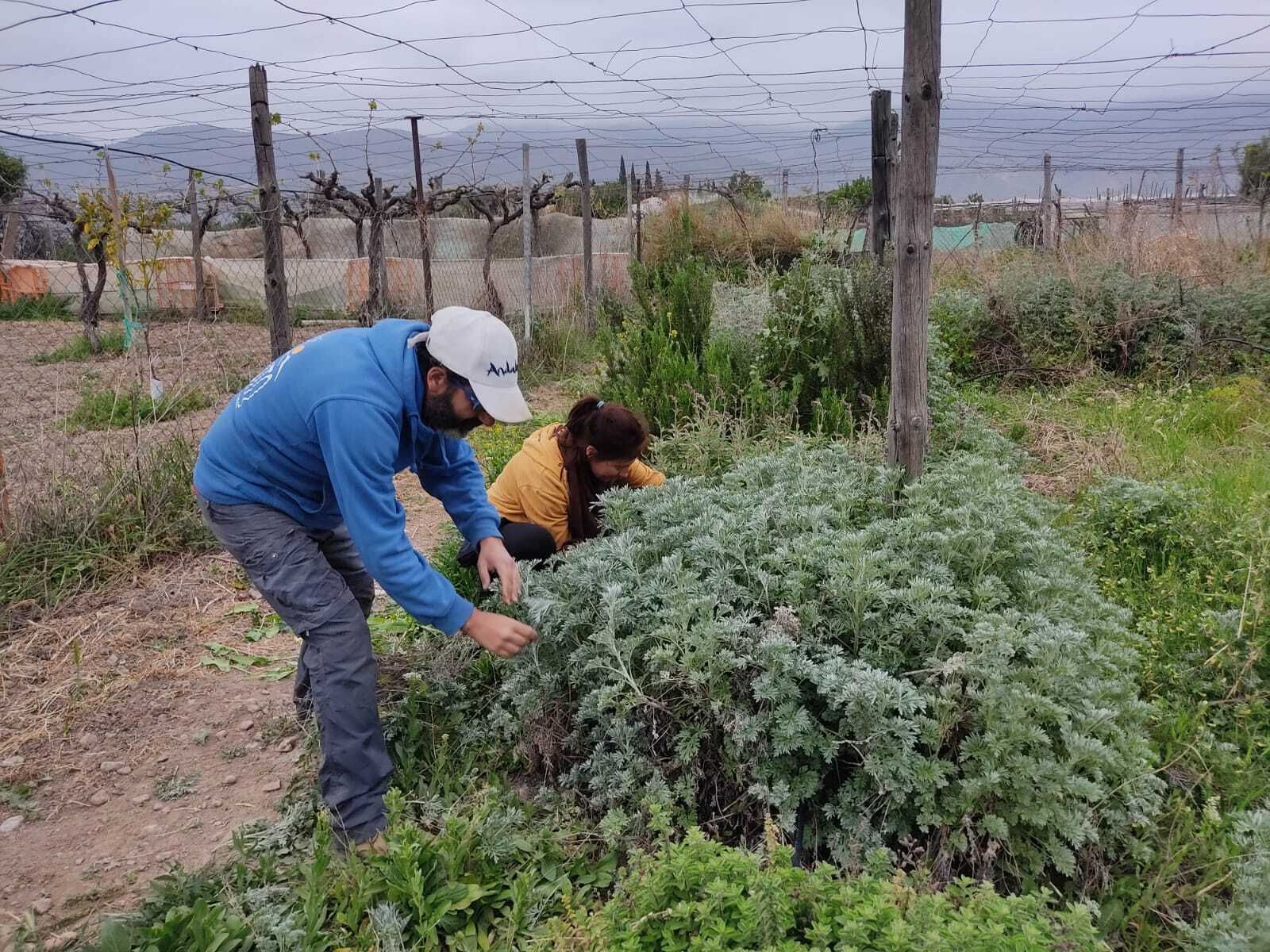 Huerto comunitario en Almócita.
