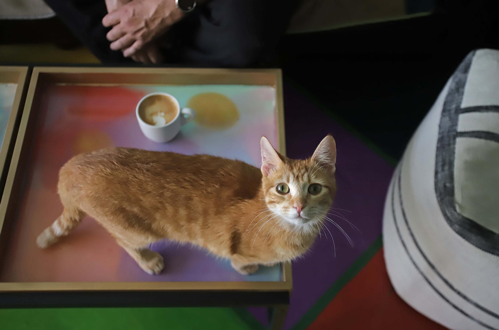 Fotos de Kitty Cat, la cafetería - refugio de gatos en La Línea