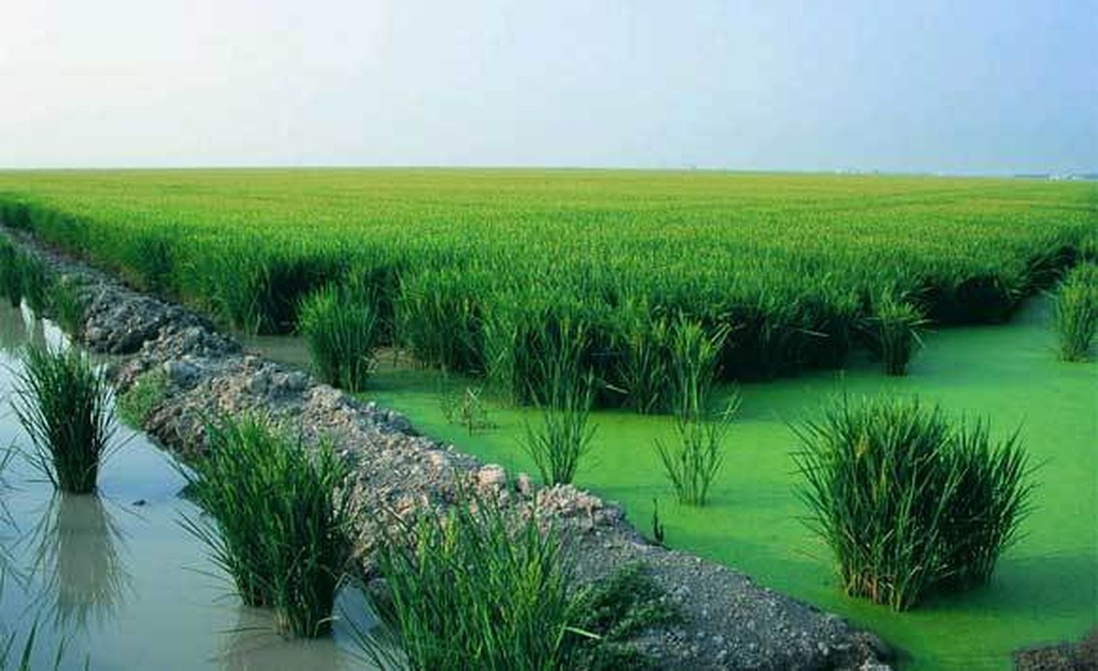 Una producción de arroz respetuosa con el medio ambiente