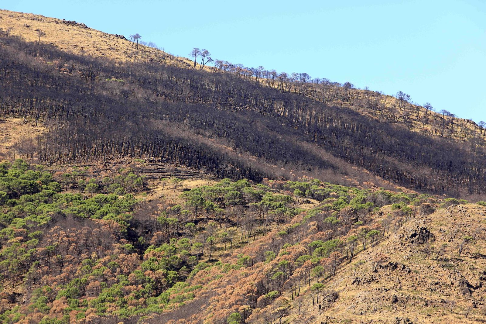 Un año del gran incendio de Sierra Bermeja, en fotos.