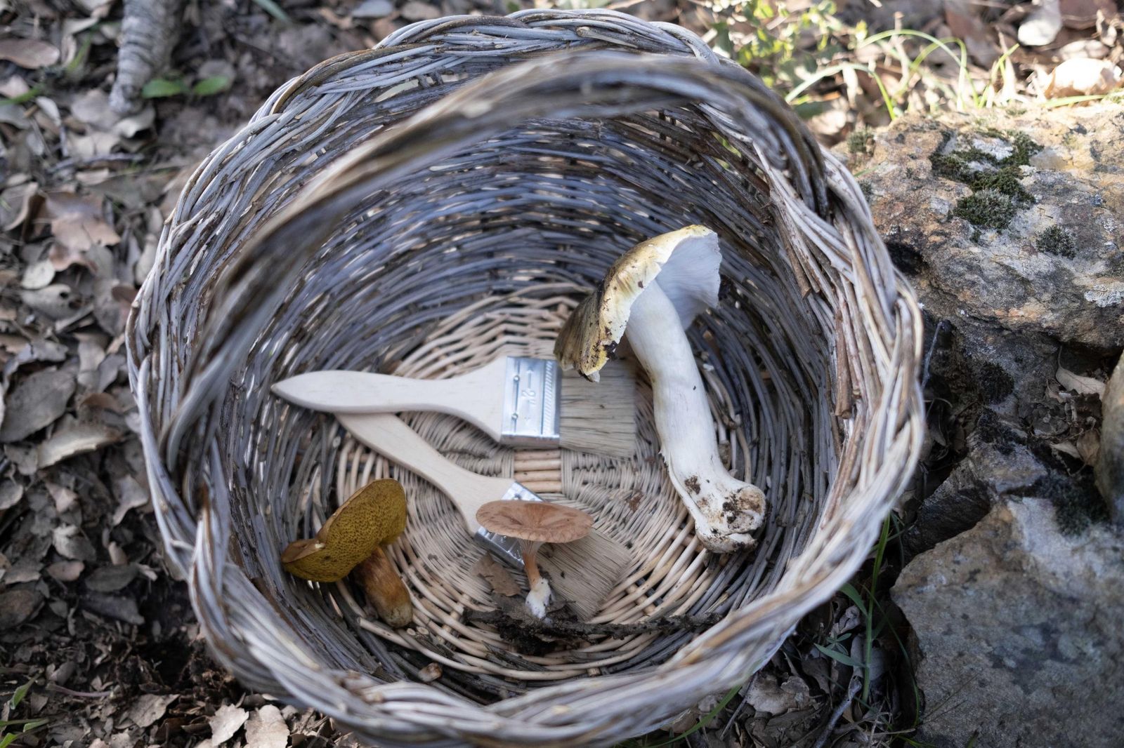 Jornadas micológicas de Cortes de la Frontera, en fotos