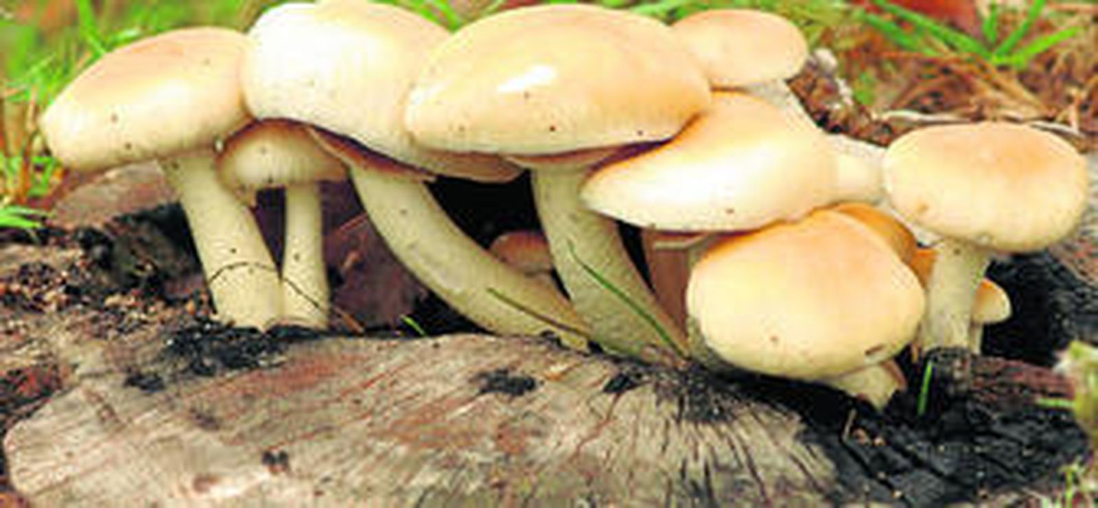 En toda España crecen unas 10.000 especies de hongos.