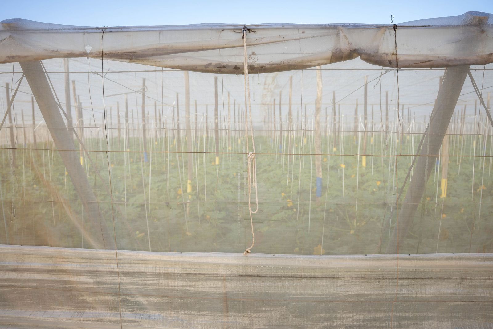 La primavera se planta en invierno entre sandías y tomates almerienses