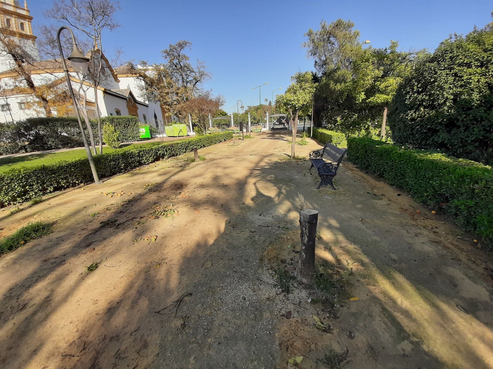 Los naranjos de las Delicias enfermaron tras el cambio del albero.