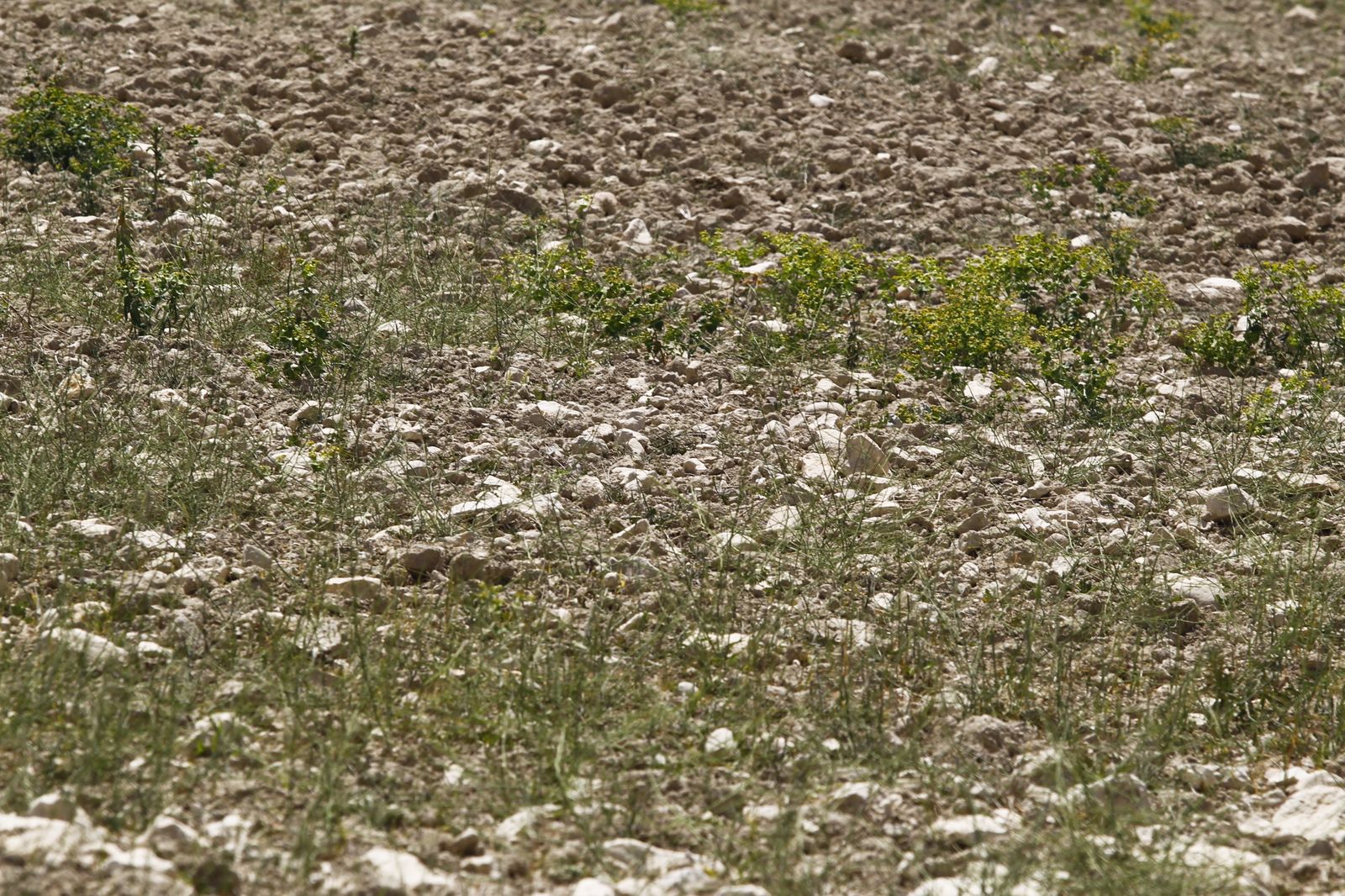Imágenes de la sequía que golpea con dureza la producción de cereal en Los Vélez