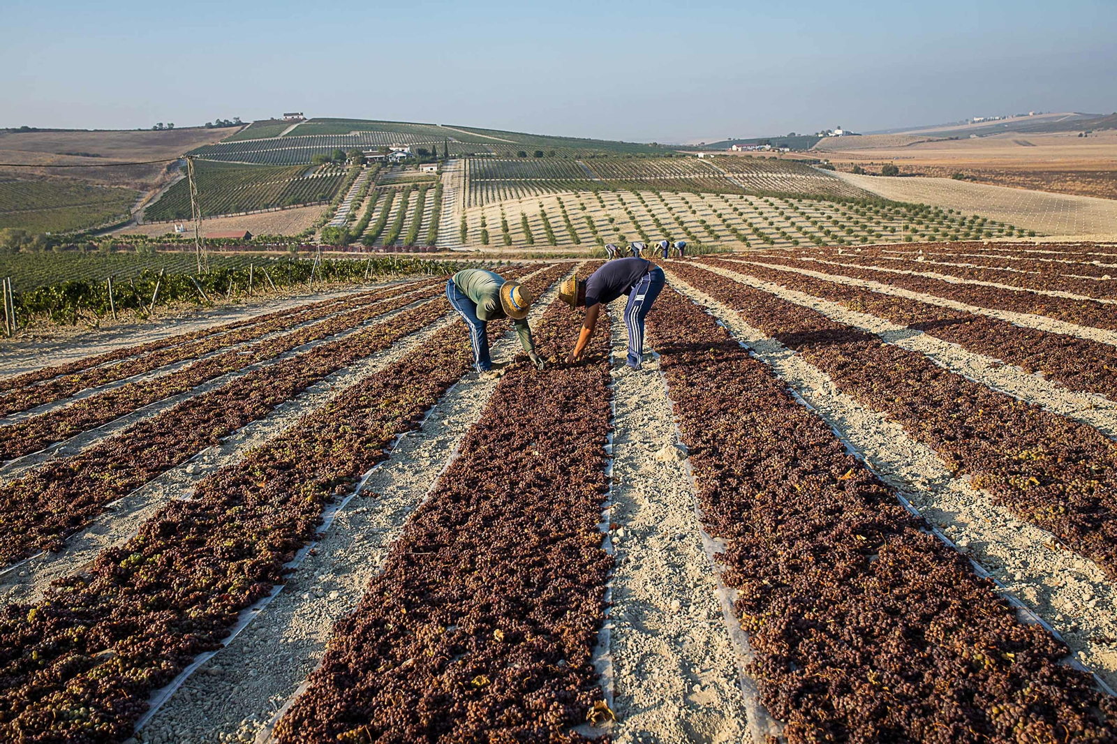 La vendimia nocturna de Tío Pepe