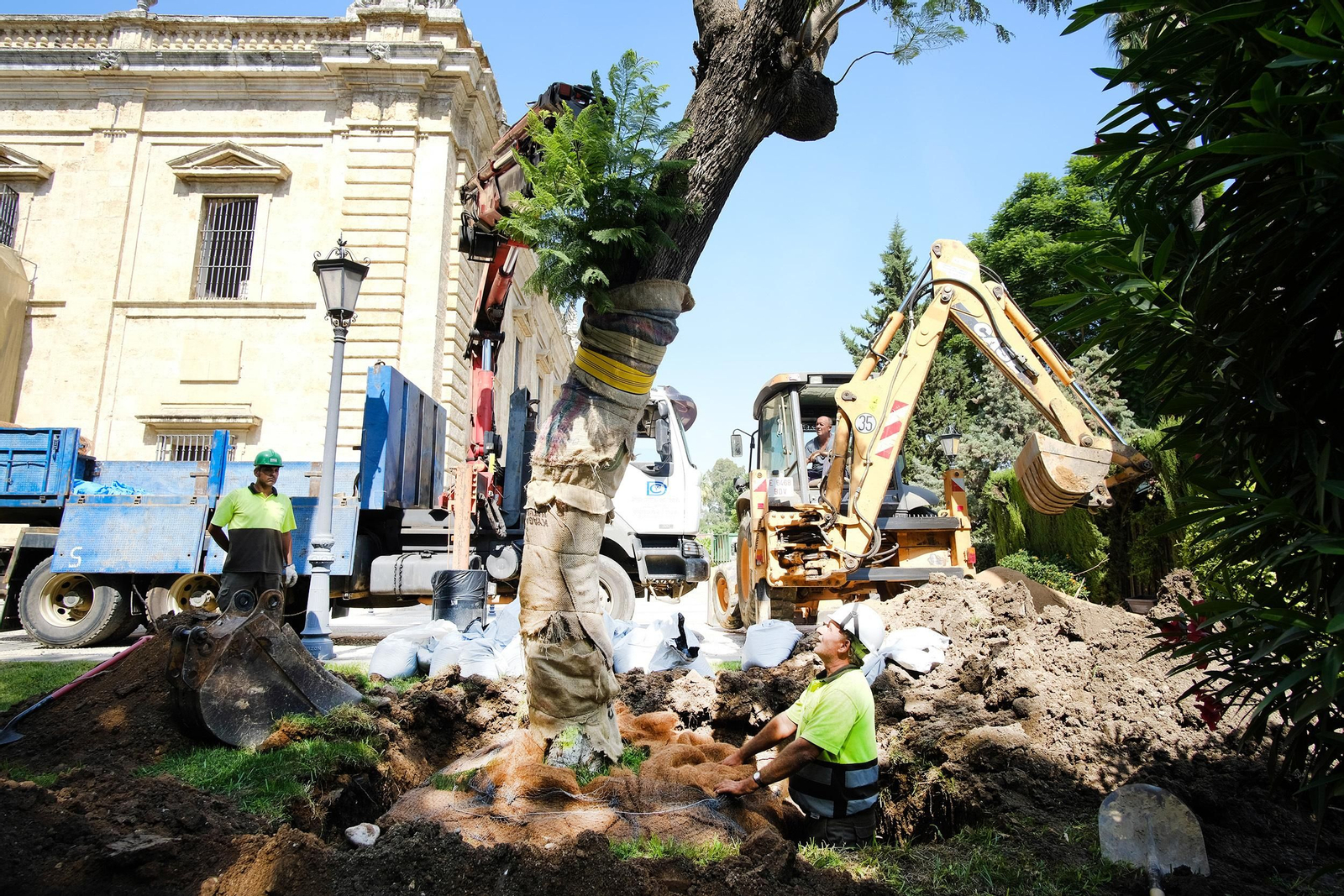 La Jacaranda ovalifolia es una especie oriunda de las selvas de Sudamérica.