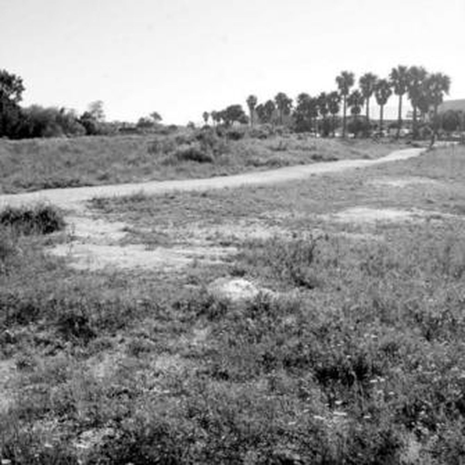 Imagen de los terrenos vendidos por el Ayuntamiento a Roseworld en La Colonia.