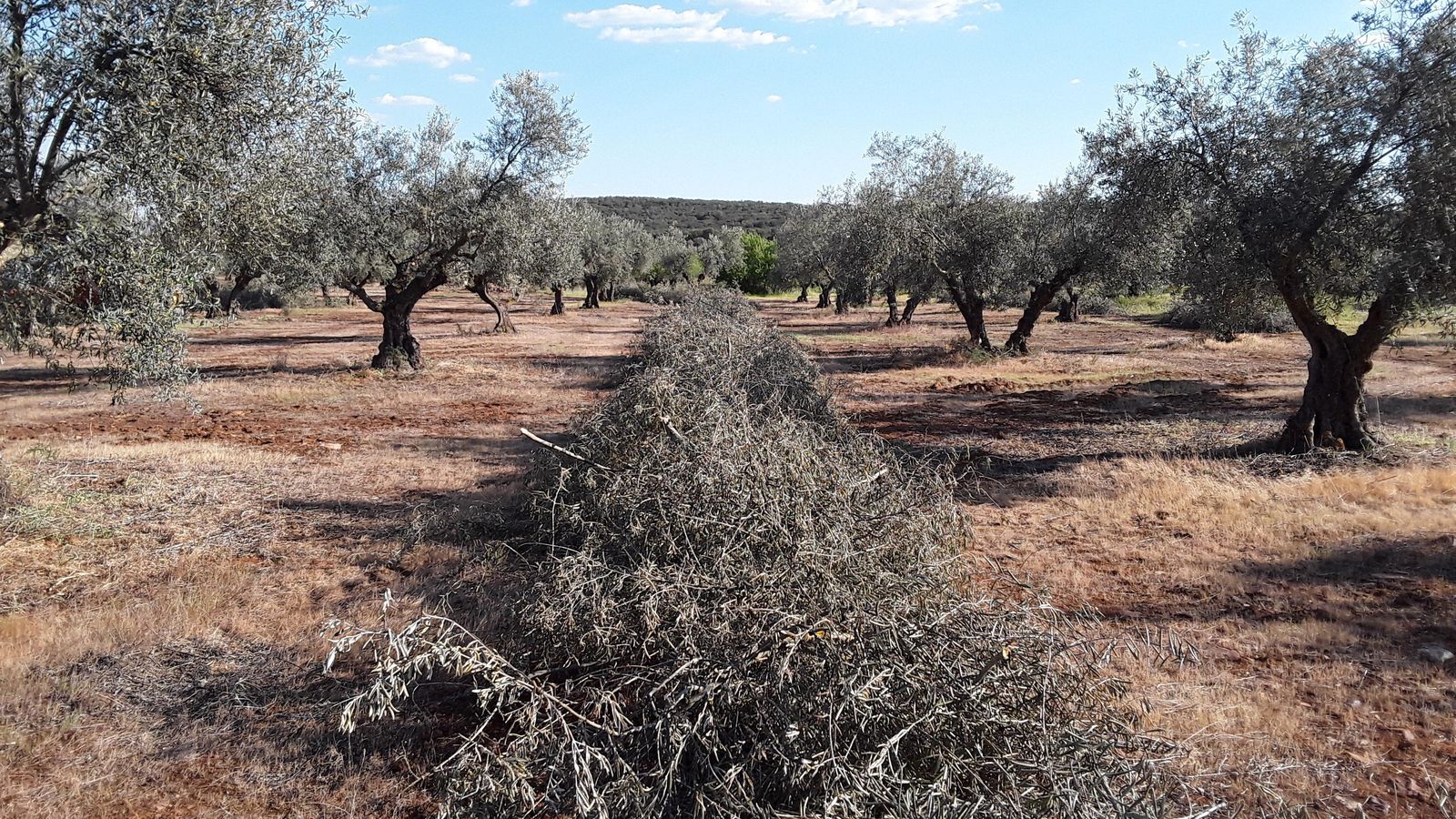 Restos vegetales de un olivar dispuestos para ser utilizados en una planta de biomasa.