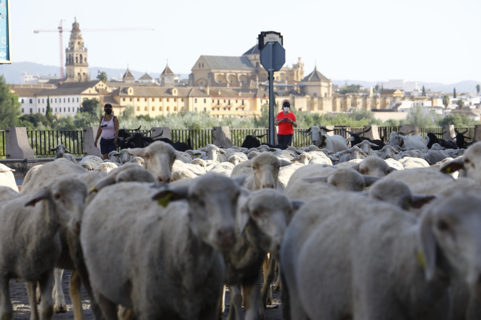 El paso de las ovejas de la ganadería Las Albaidas por Cordoba, en imágenes