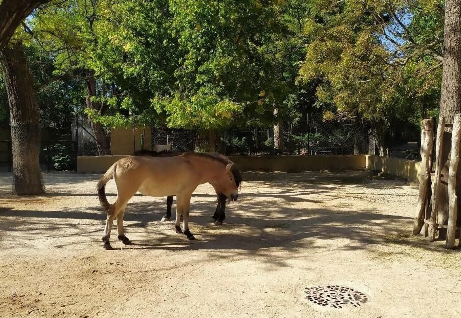Imagen del nuevo ejemplar de caballo de Przewalski.