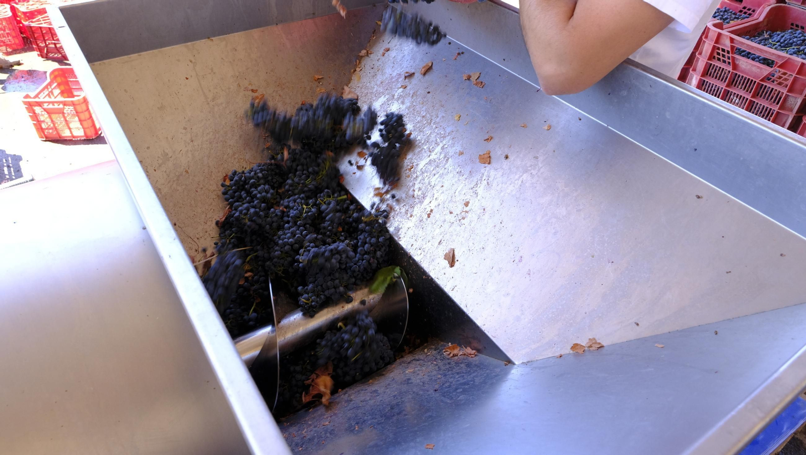 Las imágenes de la vendimia en la zona de Laujar de Andarax