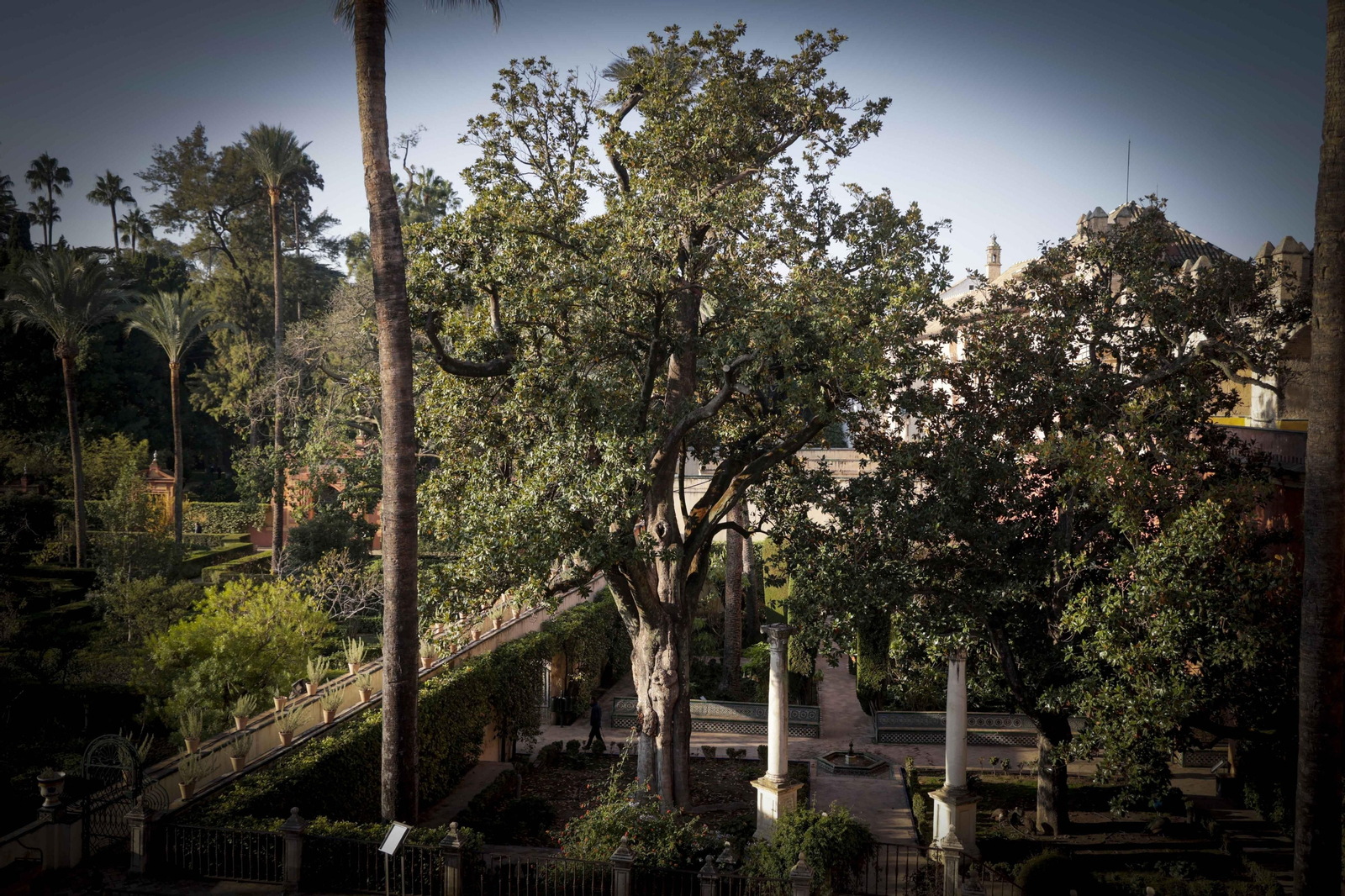 Arboles singulares del Alcazar