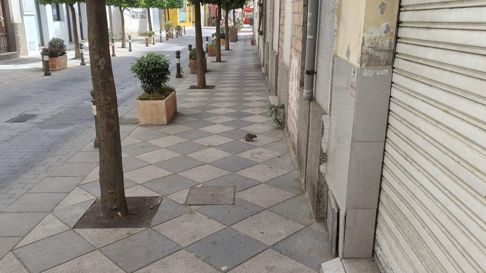 A mediodía, en la calle Coronel Ceballos de Algeciras, la protagonista fue una rata.