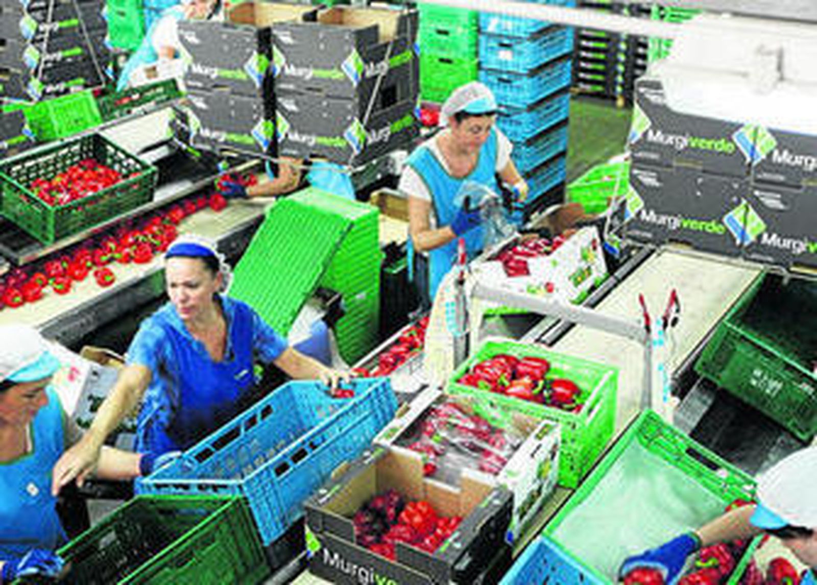 Murgiverde exporta el 90% de su producción.