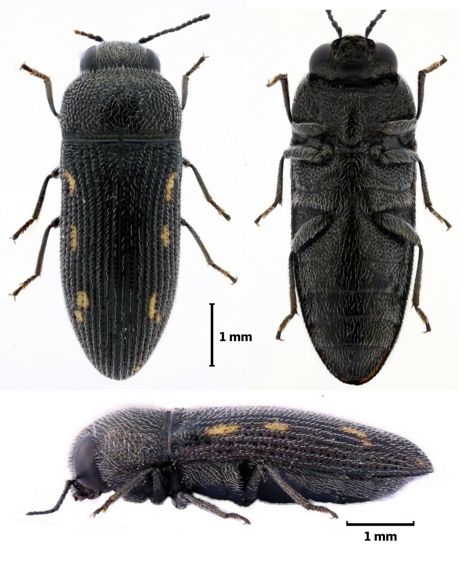 Tres vistas diferentes de una hembra del nuevo coleóptero.