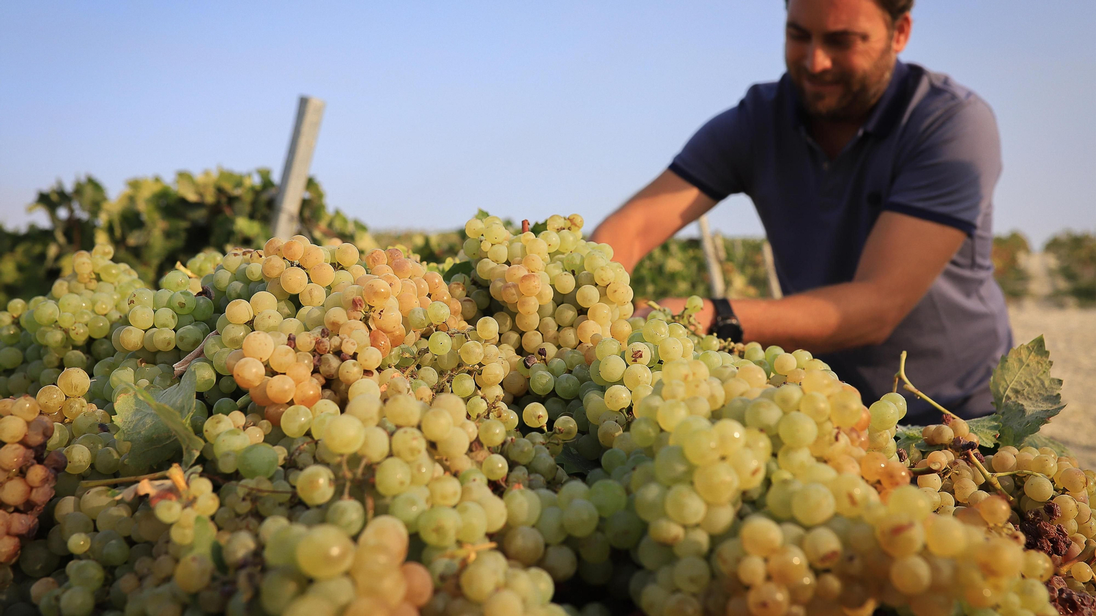 Imágenes de la vendimia de Bodega Estévez