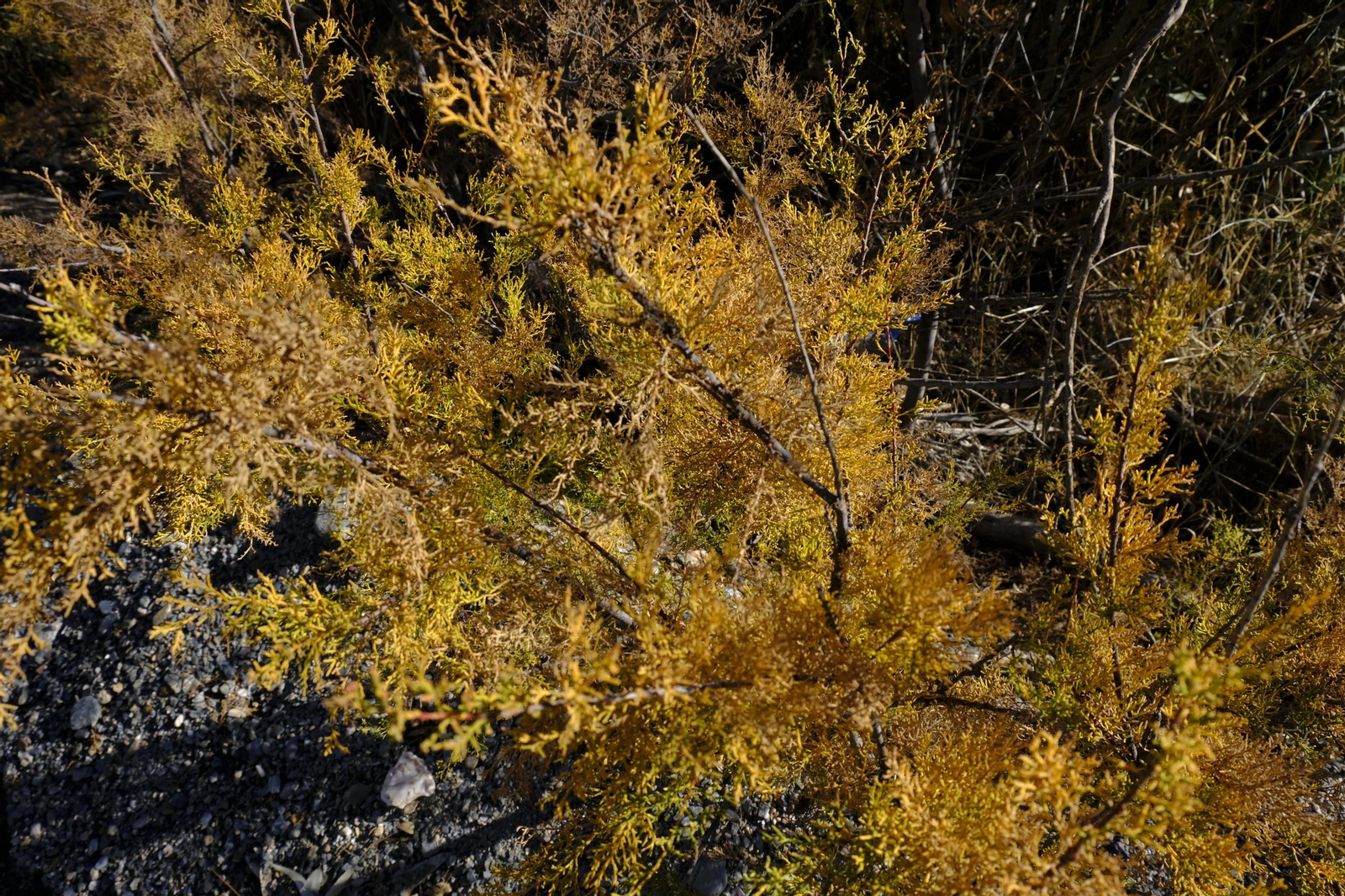 Fotogalería Vía Verde Lucainena de las Torres. Almería