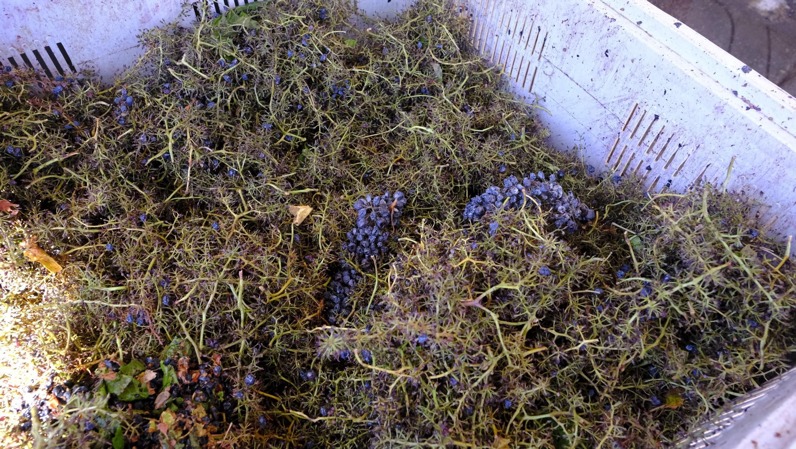 Las imágenes de la vendimia en la zona de Laujar de Andarax