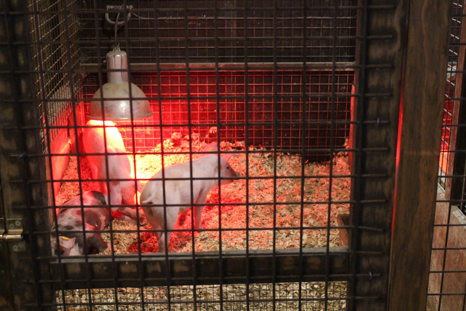 El alumbrado de Navidad de Lucena, en fotografías