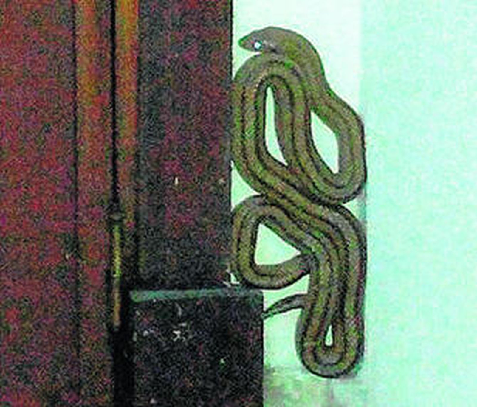 El ejemplar de serpiente escalera hallada en el garaje.