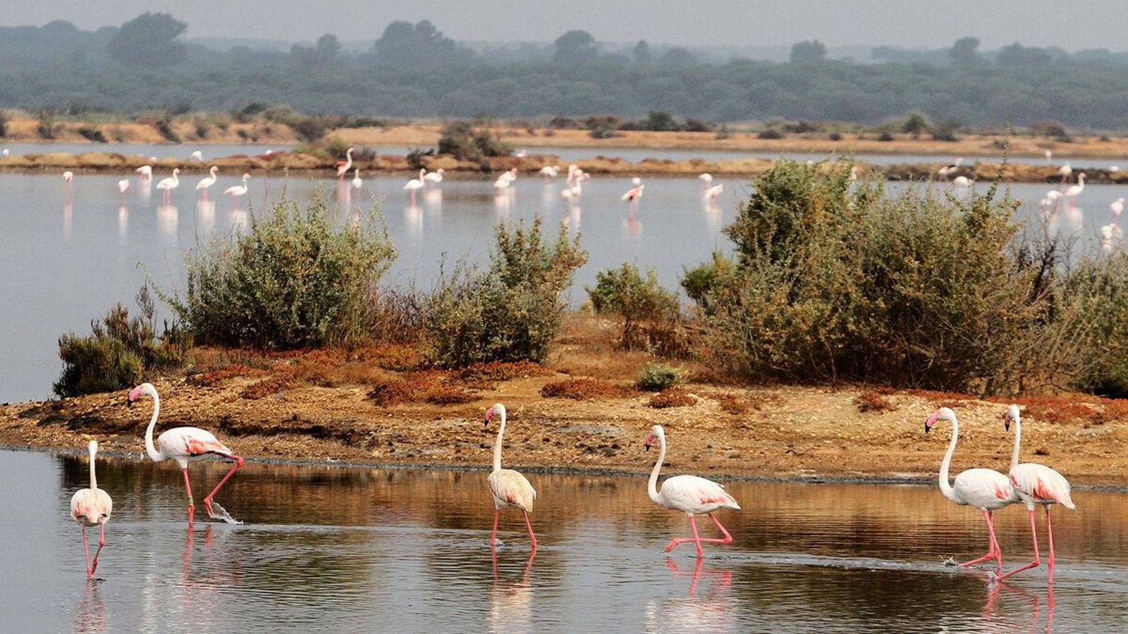 Flamencos en el Paraje Natural Marismas del Odiel