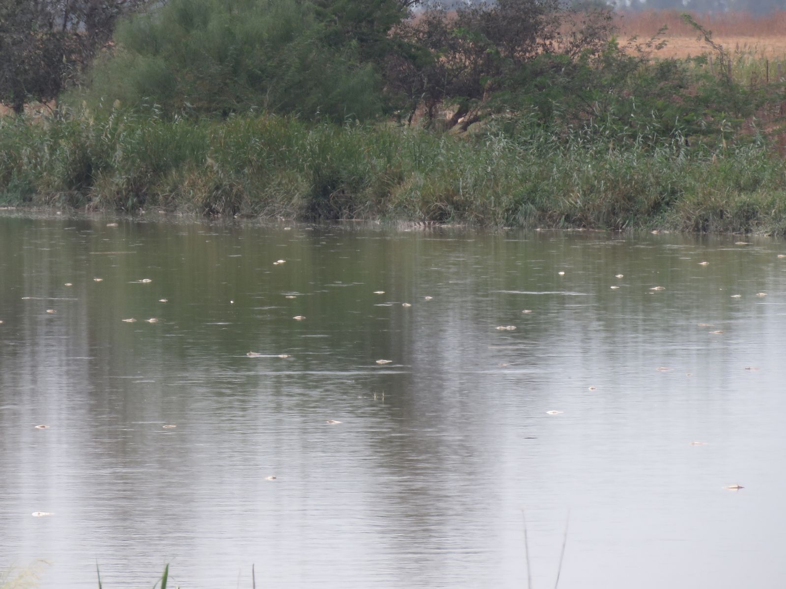 Una imagen de Ecologistas en Acción de peces muertos flotando en el cauce del Gaudaíra.