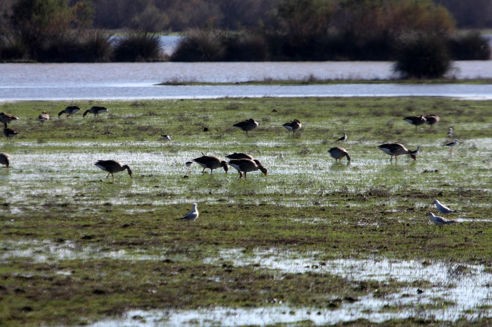 Imágenes de la marisma de El Rocío y de la laguna de El Portil tras las últimas lluvias
