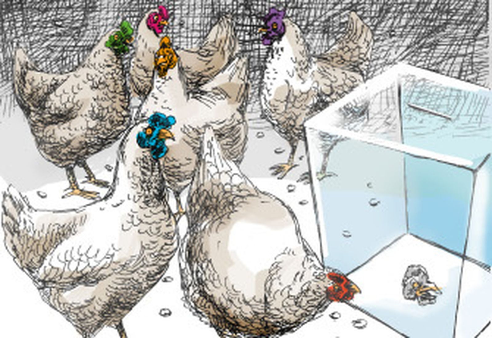 El gallo Mike y el voto sin cabeza