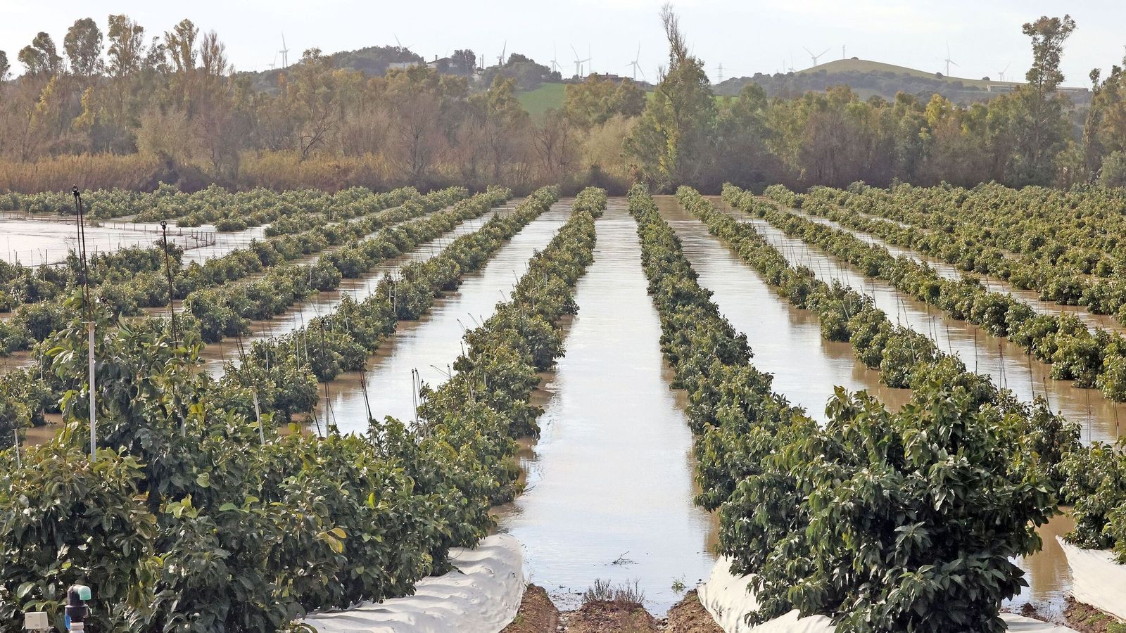 Una explotación agrícola anegada junto al Cortijo Salto Al Cielo