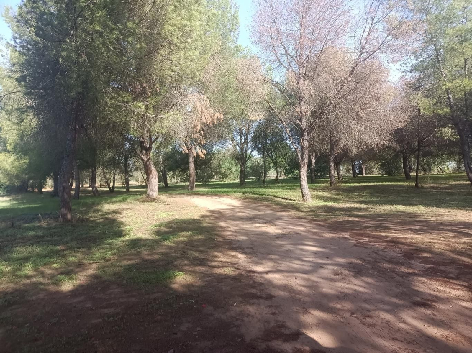 Fotos del Camino de San Diego en Almensilla