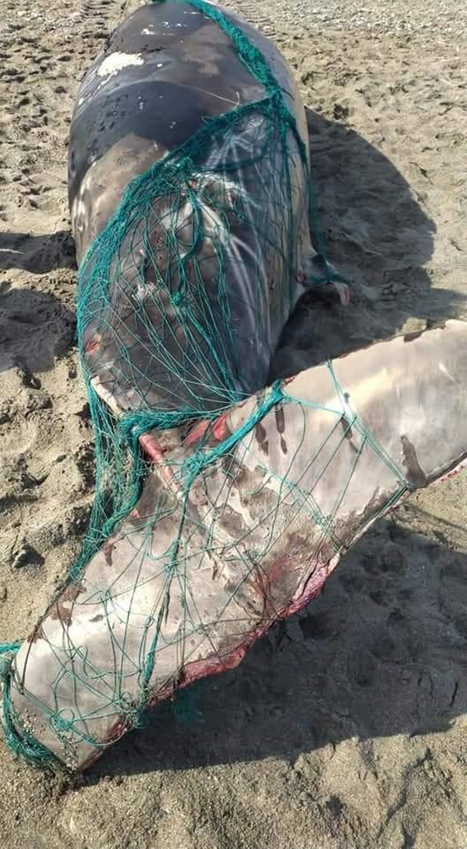 Zifio hallado muerto en una red de deriva marroquí