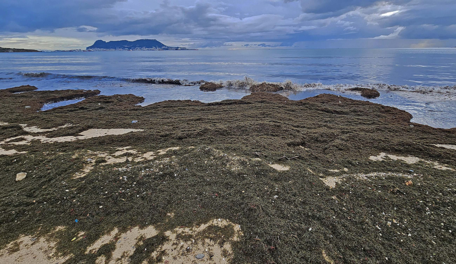 Fotos del nuevo arribazón de alga invasora en la playa de Getares en Algeciras