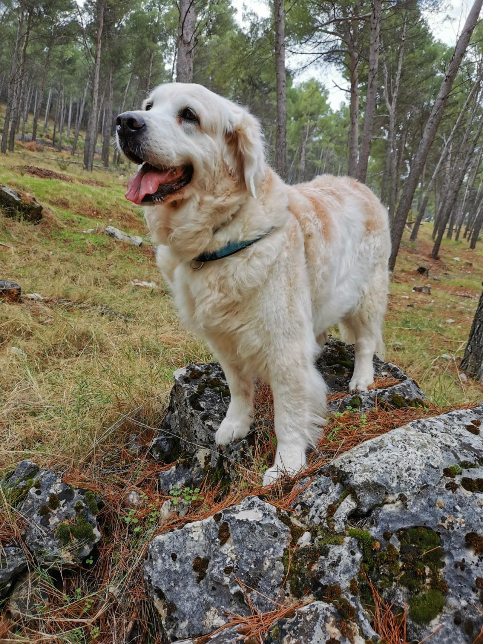 La UNIA homenajea a Dune, la primera perra de terapia que tuvo una labor docente.