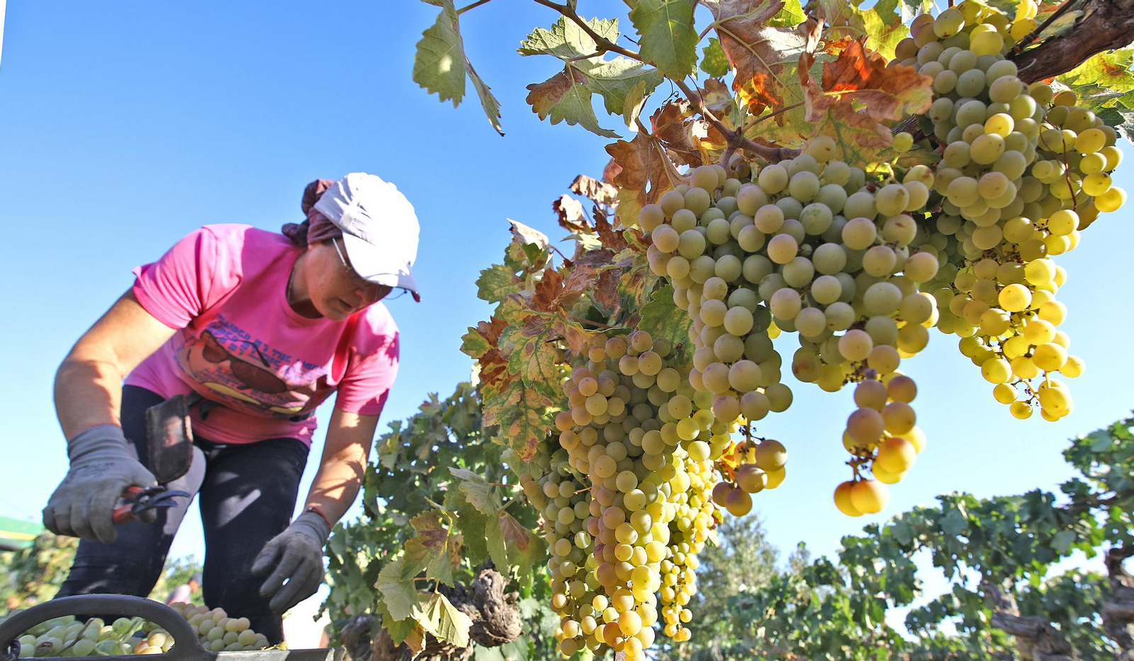 Una de las dos mujeres de la cuadrilla de algo más de treinta jornaleros que realiza en estos días la vendimia en una de las viñas de la familia Monje, socios de la cooperativa de Las Angustias.