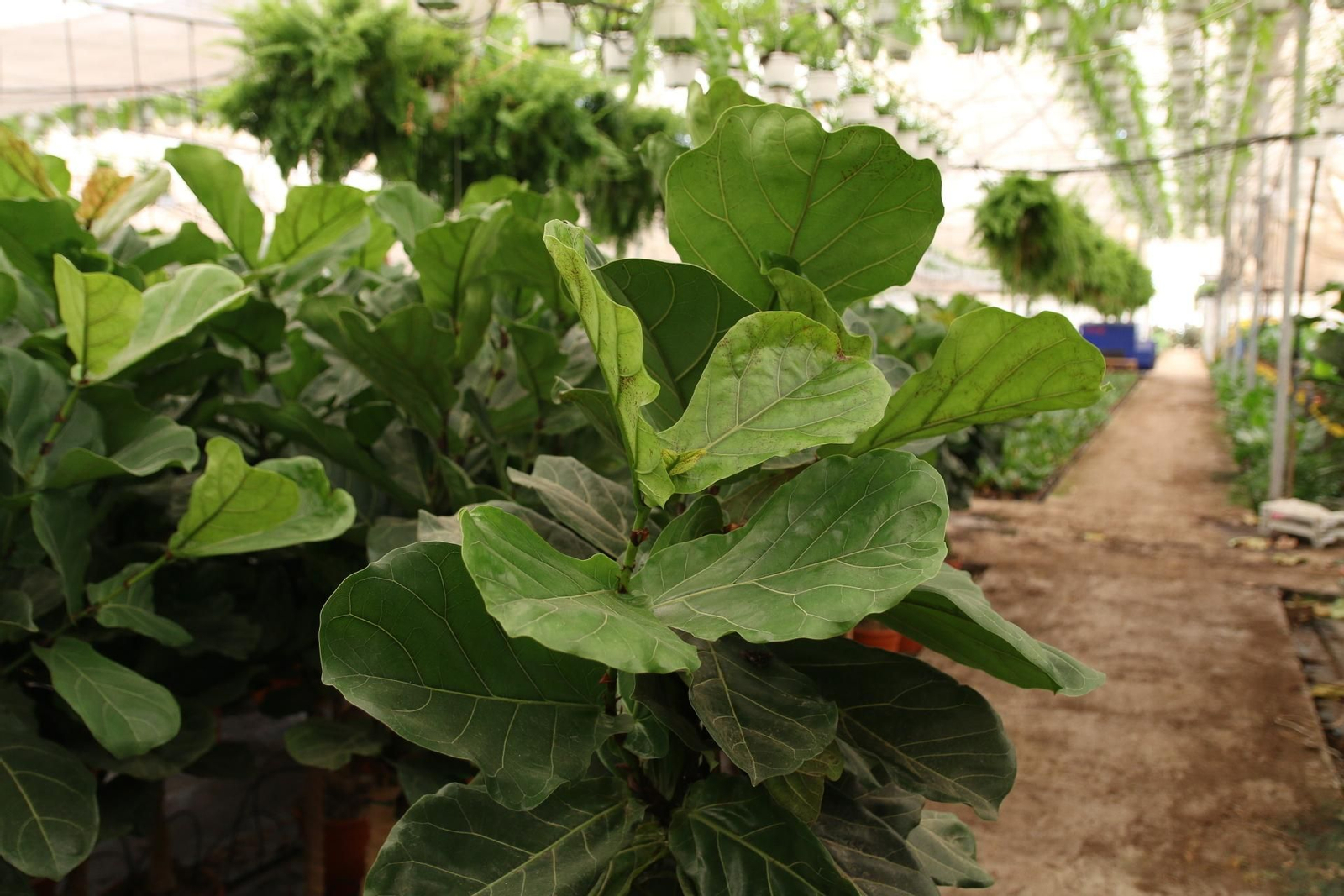 Imágenes de la venta de planta planta ornamental y flor cortada de Vícar